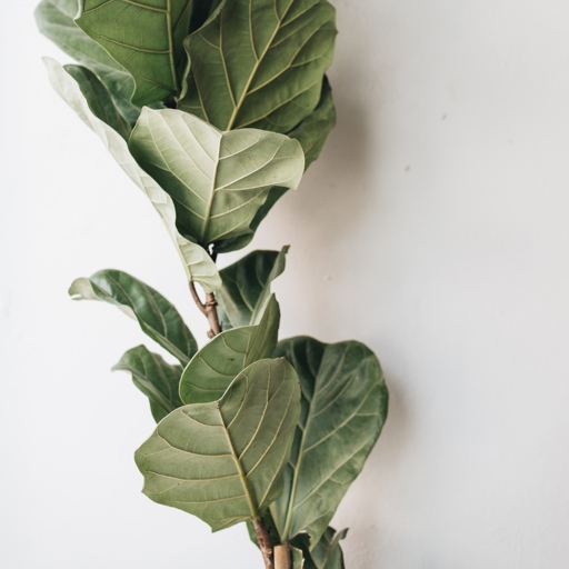 One possible reason your fiddle leaf fig has small leaves is that it is not getting enough light.