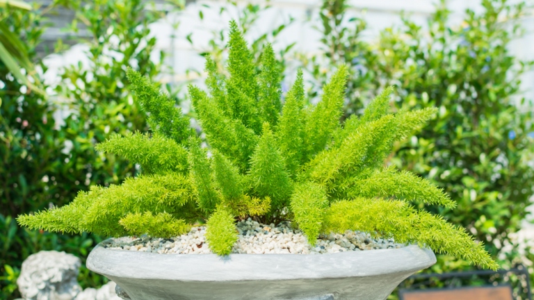 One possible reason your foxtail fern is turning yellow is high humidity.