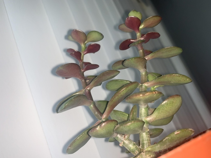 One possible reason your jade plant is turning purple is because it has a disease or pest.