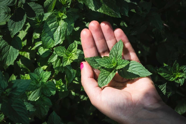One possible reason your mint leaves are turning brown is due to a nutrient deficiency.