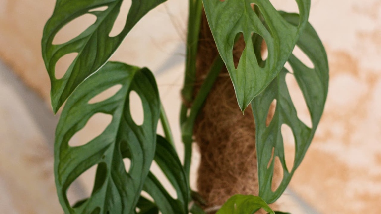 One possible reason your Monstera Adansonii is curling is that it is not receiving enough humidity.