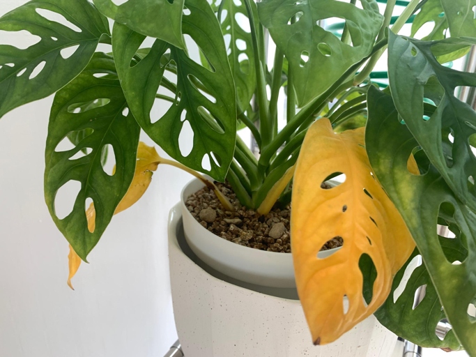 One possible reason your Monstera adansonii leaves may be turning yellow is due to water quality.