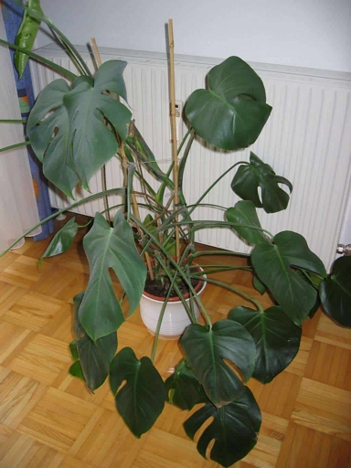 One possible reason your Monstera Deliciosa is leggy could be due to the temperature it is receiving.