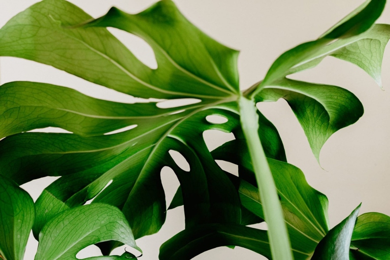 One possible reason your Monstera leaf is not opening could be because it is not receiving enough light.