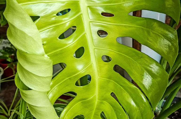 One possible reason your Monstera leaves are not unfurling could be a lack of cell moisture, which can be caused by several different factors.