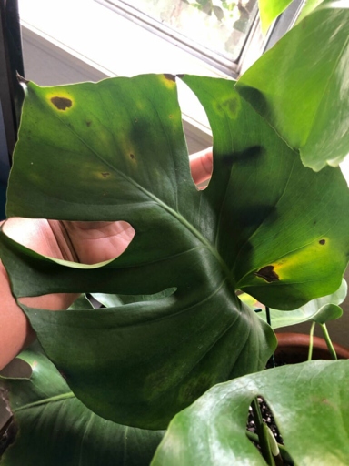 One possible reason your Monstera leaves are turning black could be due to the water quality.