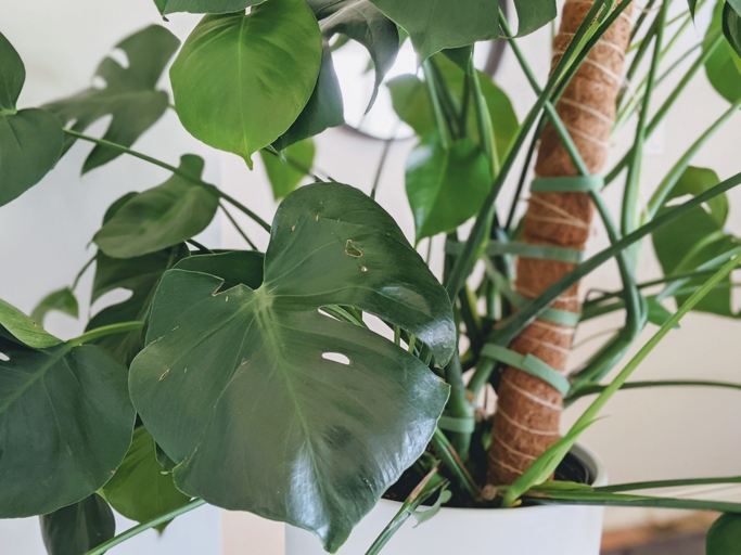 One possible reason your Monstera leaves are turning brown is due to physical damage.