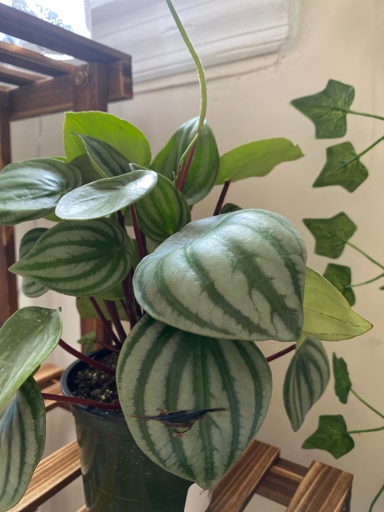 One possible reason your peperomia may be dying is due to low humidity.