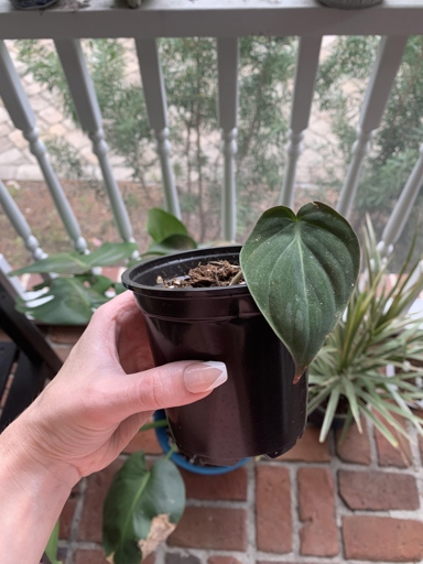 One possible reason your pothos is drooping after repotting could be that you didn't provide enough support for the plant.