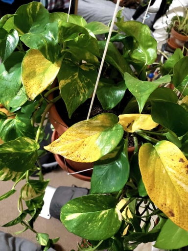 One possible reason your pothos is turning yellow is that it isn't getting enough nutrients.