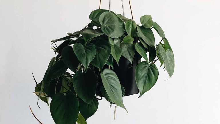 One possible reason your pothos leaves are drooping is that the temperature is too cold.