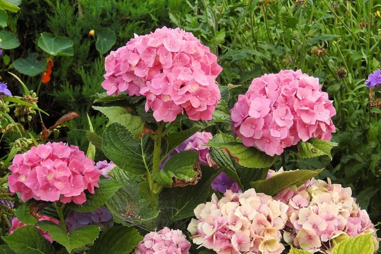 One possible reason your potted hydrangea may be wilting is because you're repotting it in the wrong season.