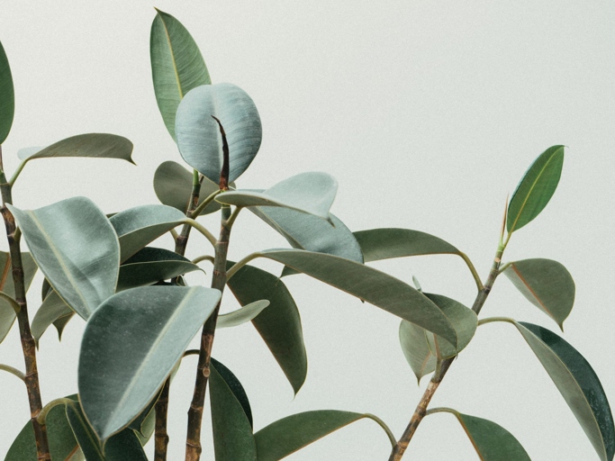 One possible reason your rubber plant is dying is because it is not receiving enough light.