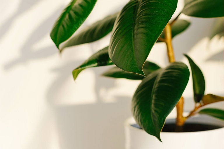 One possible reason your rubber plant may be dying is due to a growth problem.