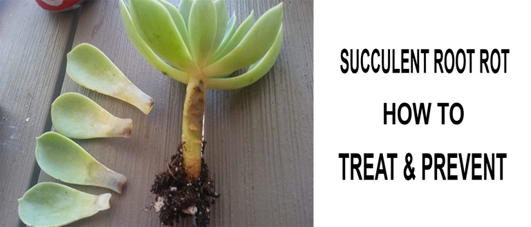 One possible reason your succulent roots are drying out is that you are not watering it enough.