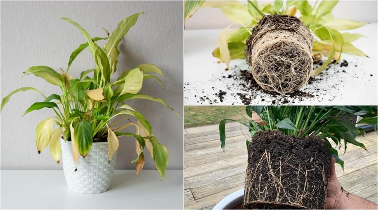 One possible solution for brown spots on a peace lily is to water it with rainwater.