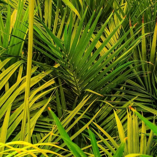 One possible solution for cat palm leaves turning yellow is to provide the plant with more light.