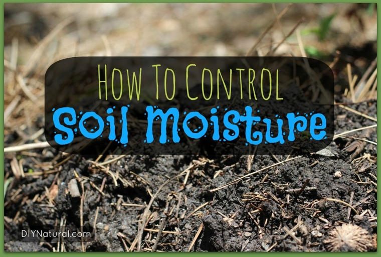 One possible solution is to check the soil for moisture and water the plant if the soil is dry.