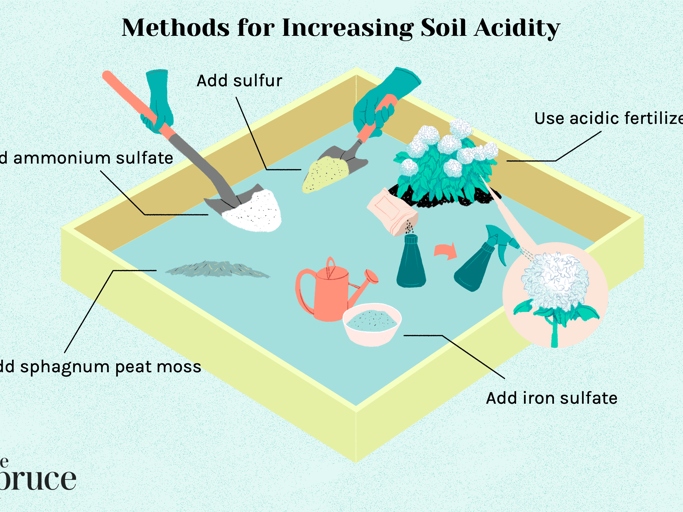 One possible solution is to increase the amount of acid in the soil.