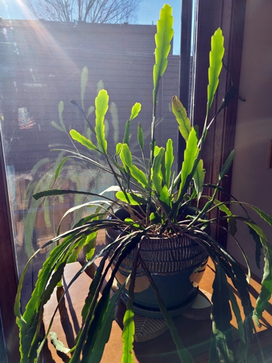 One possible solution is to increase the amount of light the plant is getting.