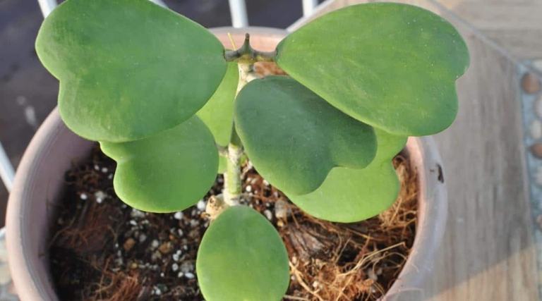 One possible solution is to increase the humidity around your Hoya kerrii plant by misting it with water or placing it on a pebble tray.