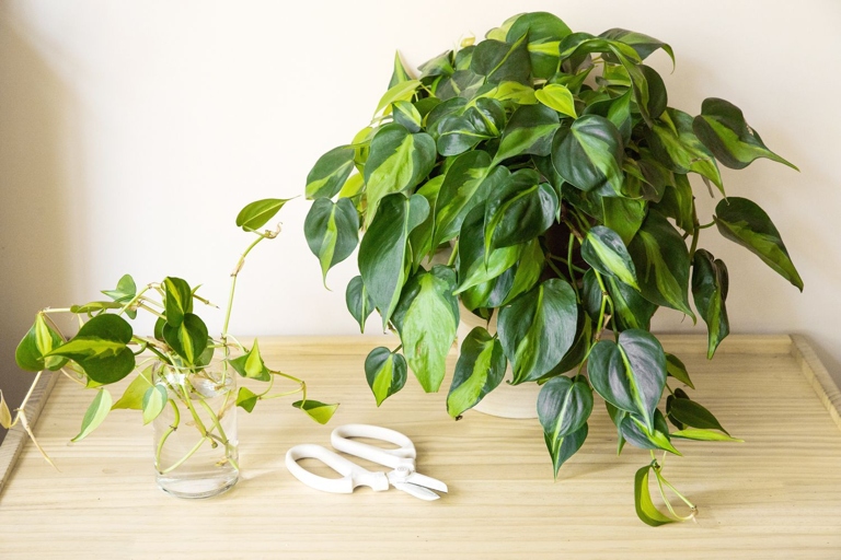 One possible solution is to move the philodendron to a spot with indirect sunlight.