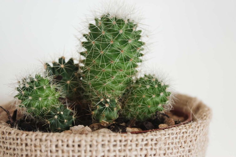 One possible solution is to move your cactus to a sunnier location.