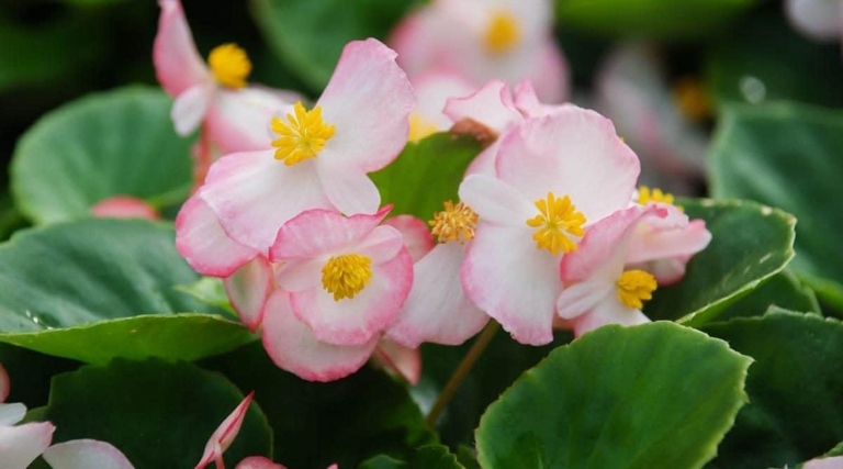 One possible solution is to replant your begonias in fresh potting soil.