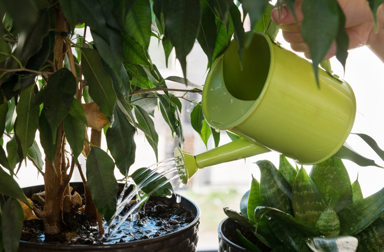 One possible solution is to water the plant with room-temperature water, giving it a thorough soaking until water runs out of the drainage holes.