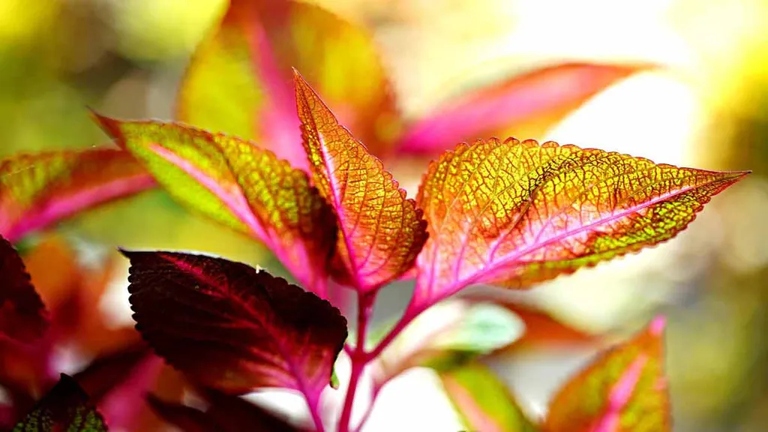 One possible solution is to water your coleus more frequently.