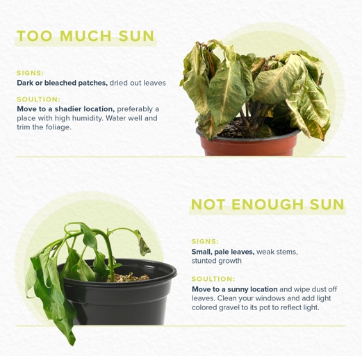 One possible solution to dry leaves is to place the plant in direct sunlight.
