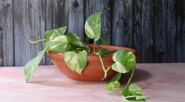 One possible solution to revive a drooping pothos is to place it in a sink or tub of lukewarm water for about 30 minutes.