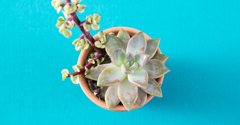 One possible solution to this problem is to water your succulent more frequently.