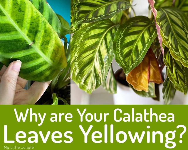 One possible solution to yellow spots on Calathea leaves is to increase the humidity around the plant.