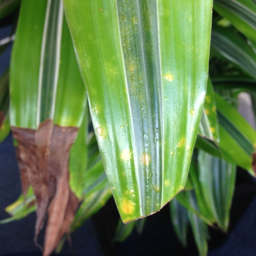 One possible solution to yellow spots on Dracaena leaves is to stop overwatering the plant.
