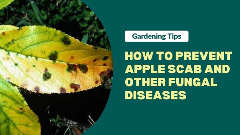 One potential cause for apple tree leaves turning red is improper lighting.