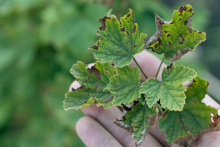 One potential cause of black spots on mint leaves is a fungal disease called anthracnose.