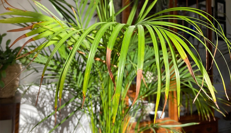 One potential cause of browning palm leaves is an insect infestation.