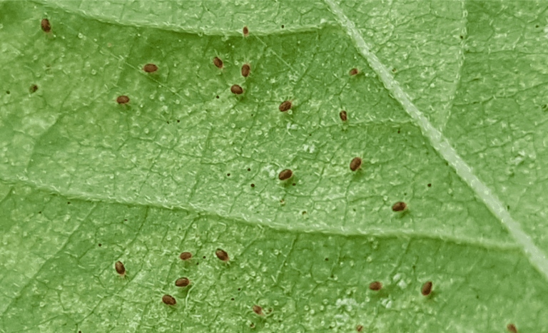One potential cause of palm leaves curling is spider mites.