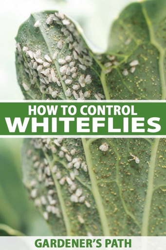 One potential cause of palm leaves curling is whitefly.