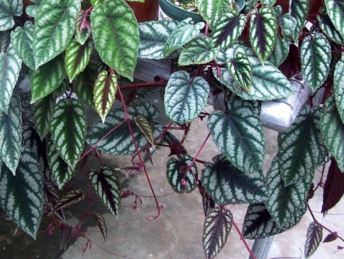 One potential reason for begonias dying is yellowing of the leaves, which can be caused by a number of factors such as nutrient deficiency, pests, or disease.