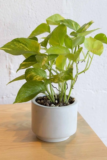 One potential reason for small pothos leaves could be the size of the container the plant is growing in.
