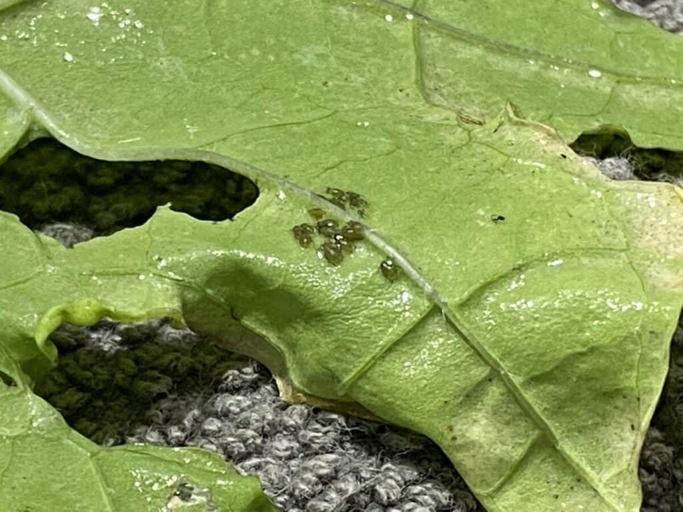One potential reason for your Philodendron's leaves turning white could be woolly aphids.