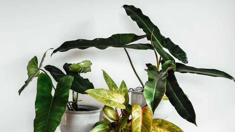 One potential reason your coffee plant's leaves are drooping is that the plant is thirsty and needs more water.