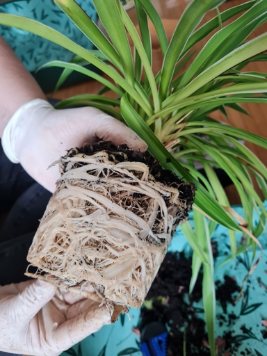 One potential reason your spider plant may be dying is that it is rootbound, meaning the roots have filled up the pot and are constricted. If this is the case, you will need to repot your spider plant in a larger pot.