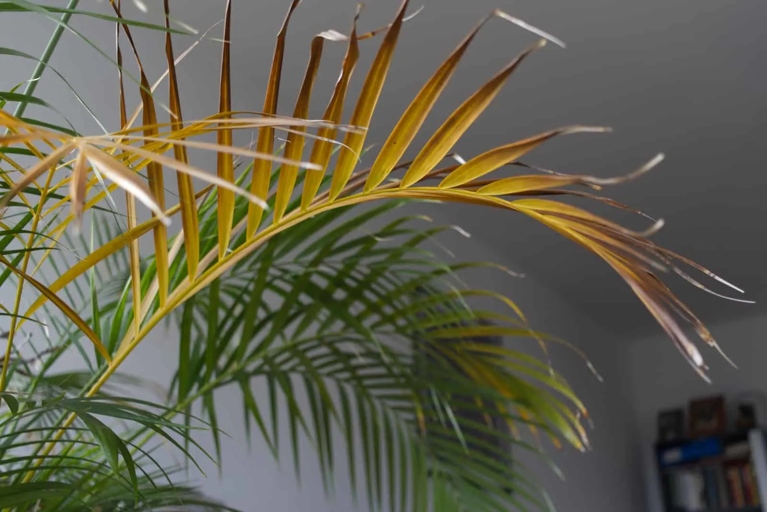 One potential solution for cat palm leaves turning yellow is to increase the amount of nitrogen in the soil.