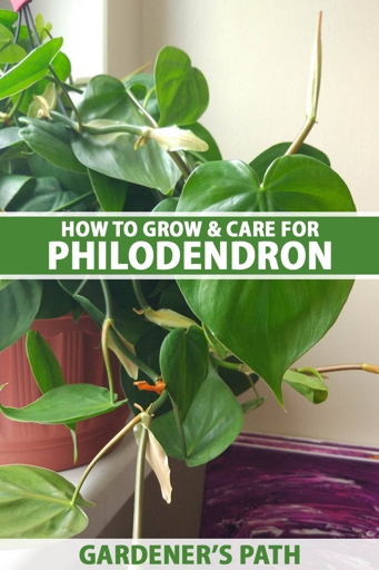 One potential solution for philodendron root rot is to remove the affected plant from the pot and replant it in fresh, sterile potting mix.