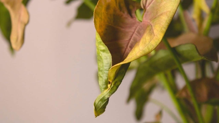One potential solution is to check the plant for pests, as pests can cause leaves to curl.