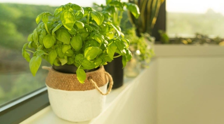 One potential solution is to place the basil plant in a sunny location.