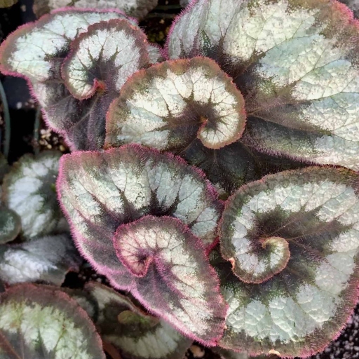 One potential solution is to water your begonias with room temperature water instead of cold water.